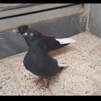 کفتر زاغ دم سفید|پرنده|تهران, عبدل‌آباد|دیوار