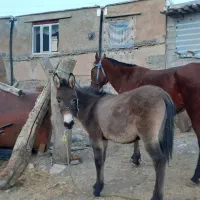 کوری قاطر ۸ماه|حیوانات مزرعه|کامیاران, |دیوار