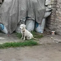 سگ سفید برفی