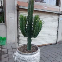 کاکتوس اینجنس کمیاب ارسال رایگان