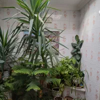 فروش گل|گل و گیاه طبیعی|لالجین, |دیوار