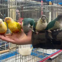 جوجه گرینجیک سرلاکی