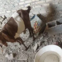 گوسفند ابستن