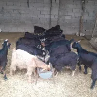 بیگ‌نراوماده‌چاغ‌برافروش|حیوانات مزرعه|اندیمشک, |دیوار