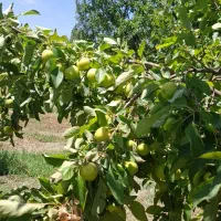 زمین زراعی باغ|فروش خانه و ویلا|پلدشت, |دیوار