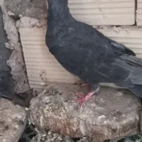 ۳ تا صید ۵۰۰|پرنده|تربتحیدریه, منظر|دیوار