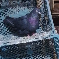 ۵ عدد کبوتر خوب ۱۲۰۰۰|پرنده|ملکان, |دیوار