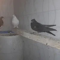 باسلام 6عددکبوترخوب زیرقیمت