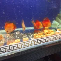 ماهی|ماهی|شهریار, شهرک وائین|دیوار