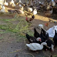 غاز اردک مرغ بوقلمون بره|حیوانات مزرعه|اهواز, اهواز|دیوار