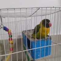 طوطی کوتوله نر زیبا معاوضه با یک کوتوله نر بالغ|پرنده|تایباد, |دیوار