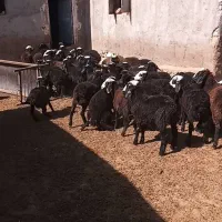 فروش میش وبره ماده ونر|حیوانات مزرعه|ساوه, |دیوار