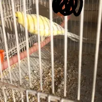 قناری جفت باتخم ونروماده تکی