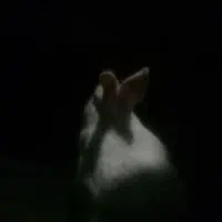 خرگوش.واگذار