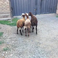 بره نر ترکمنی وبره ماده افشاری