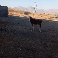 کره مادیان 7ماهه|اسب و تجهیزات اسبسواری|الشتر, |دیوار