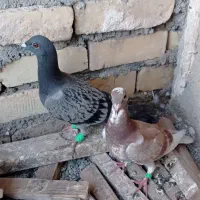 کفتر گرفتنی یا صید|پرنده|چناران, |دیوار