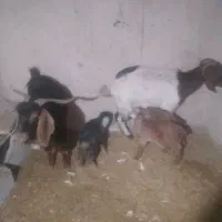 بزوبزغاله|حیوانات مزرعه|هرسین, |دیوار