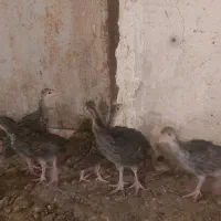 فروش جوجه بوقلمون ۴۰ روزه