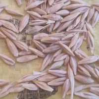جو محلی50