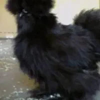 مرغ و خروس ابریشمی