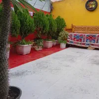 کاج|گل و گیاه طبیعی|قزوین, |دیوار