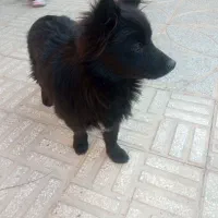 سگ پامرانین|سگ|سمنان, |دیوار