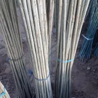 صنوبر نیگرا ۴/۵ متری دوساله ۲۵۰۰۰ تومان