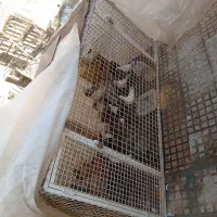 قفس با فنس محکم