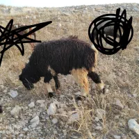 فروش یک بره نر ویک ماده
