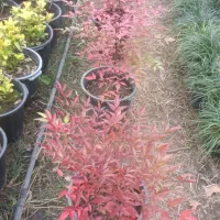 ناندینا سطل 10|گل و گیاه طبیعی|کلاچای, |دیوار