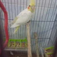 عروس هلندی با یکی از بچه هاش|پرنده|علیآباد کتول, |دیوار