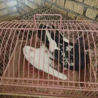 فروش سه تا کفتر رنگی|پرنده|داراب, |دیوار