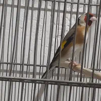 سهره جوجه قفس