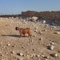 ۶راس کهره نر