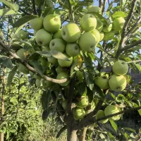 باغچه عسگریه بازمرگان چهارفصل املاک پارس