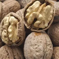 گردو