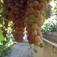 خونه،سوئیت،منزل،اجاره ای پنج کیلومتری شهر قاین|اجارهٔ کوتاهمدت ویلا و باغ|قائن, |دیوار