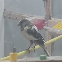 قناری نر و ماده