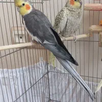 عروس هلندی نروماده مولد زیبا