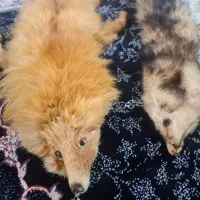 روباه دباغی شده