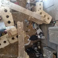 کفتر