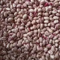 لوبیا چیتی مخصوص بذر