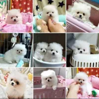 واگذاری پت های رنگارنگ