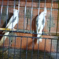 عروس هلندی دوکت آلبینو پروانه مولد