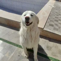 واگذاری سگ میکس قدرجونی فوری