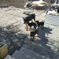 سگ‌دوبرمن‌بادوتوله‌