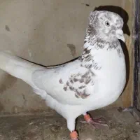 کفتر پرشی کاکلی|حیوانات|تهران, جوادیه تهرانپارس|دیوار