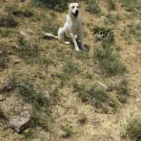 سگ گله