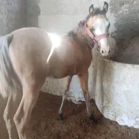 کره اسب سمند رنگ عرب